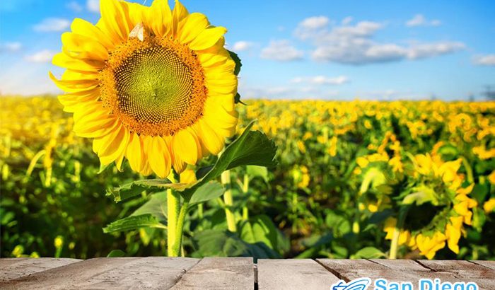 Are You Prepared for the Season to Change? Here Are Somethings to Do This Spring in California