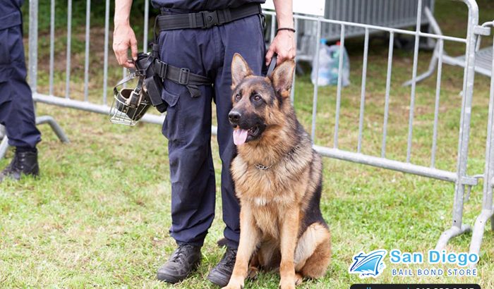 K9 Heroes in California: Super Dogs