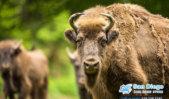 Why You Shouldn’t Mess with Wild Animals: This isn’t a Movie, Animals are Still Savage